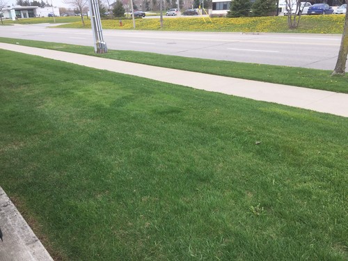 Weed Treatments make a Difference in Lawn Care
